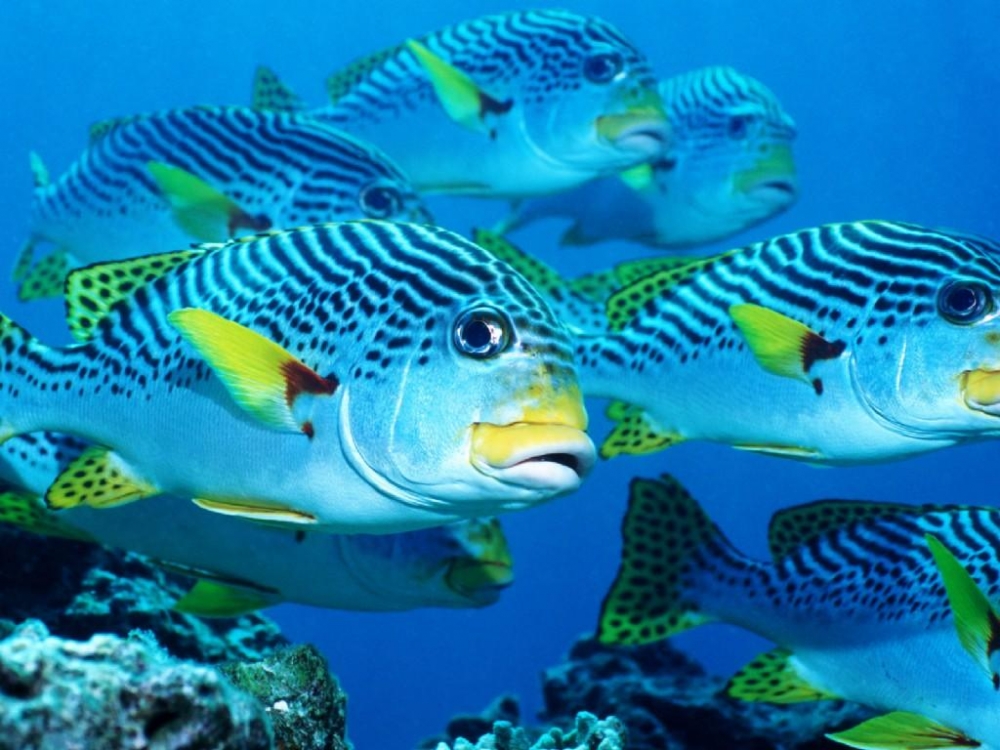 点击大图看下一张：海底生物鱼类图片
