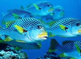 海底生物鱼类图片