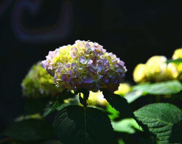 点击大图看下一张：一组光影下拍摄的绣球花