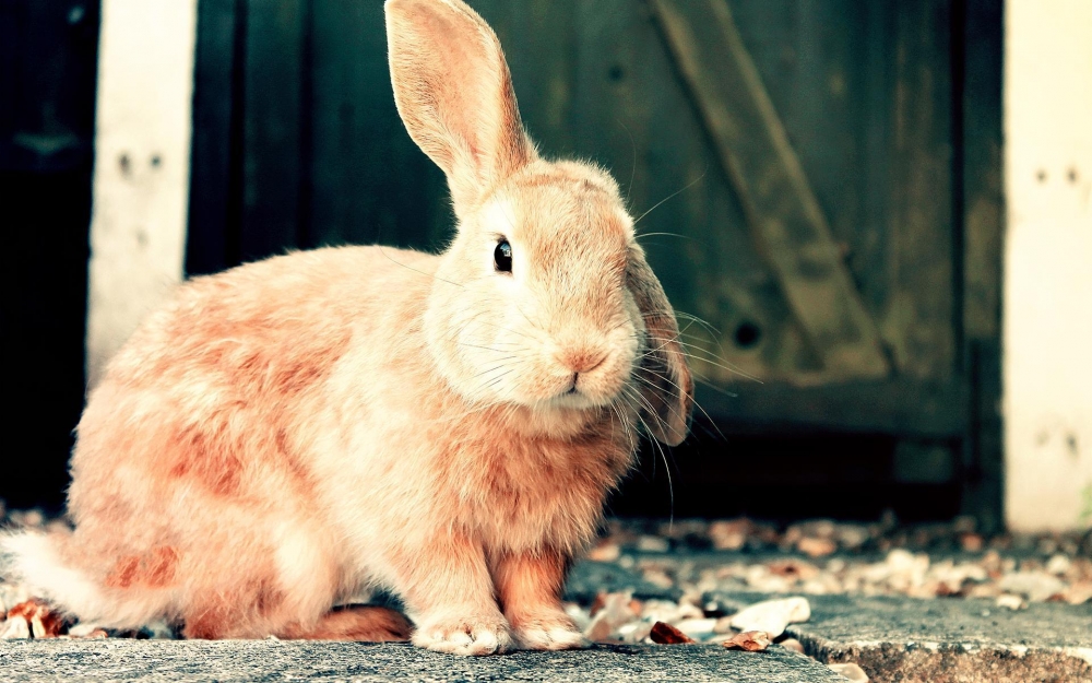 点击大图看下一张：萌萌哒的棕色小兔子图片