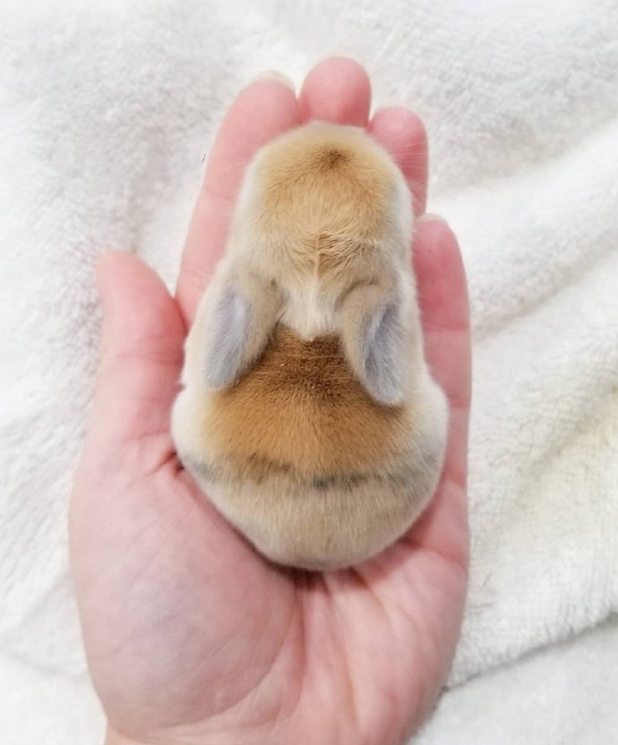 点击大图看下一张：一组超小只可爱的小兔子