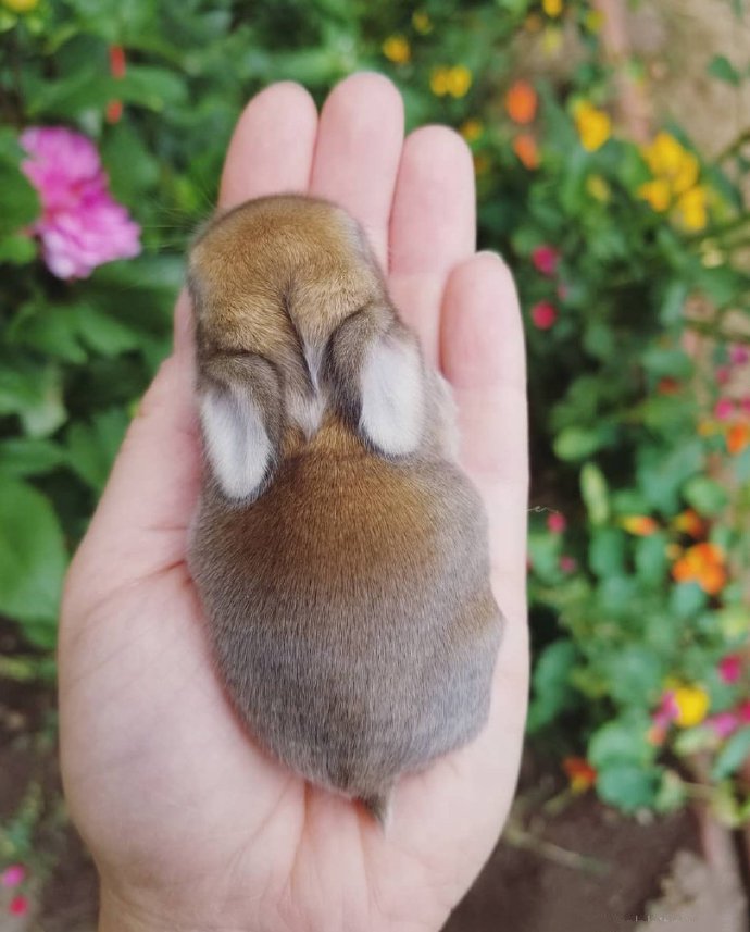 点击大图看下一张：一组超小只可爱的小兔子