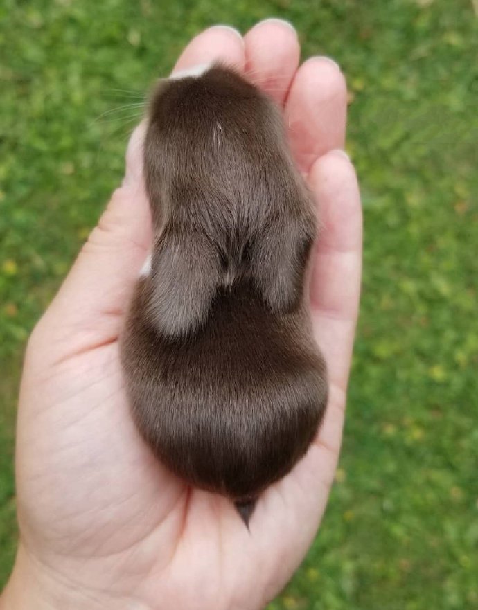 点击大图看下一张：一组超小只可爱的小兔子