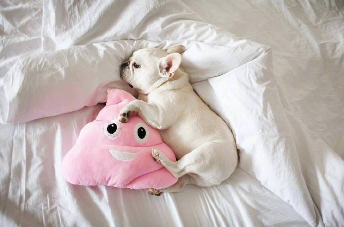 点击大图看下一张：喜欢睡懒觉的白色斗牛犬