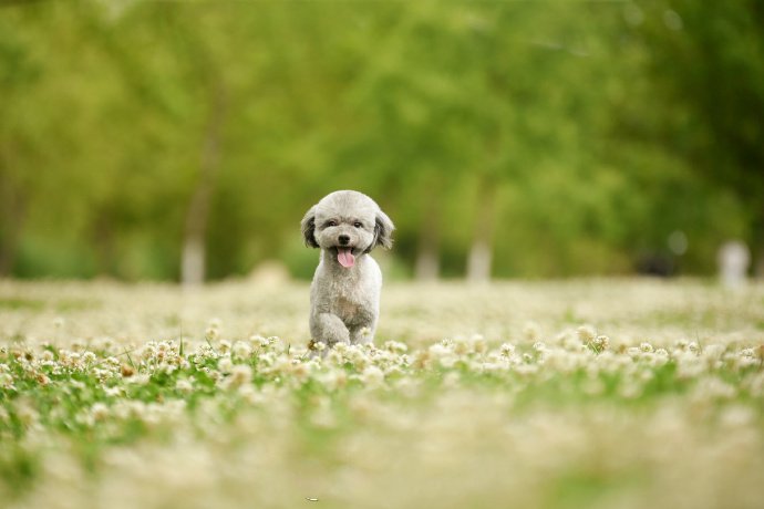 点击大图看下一张：一组超可爱的灰色小狗狗图片