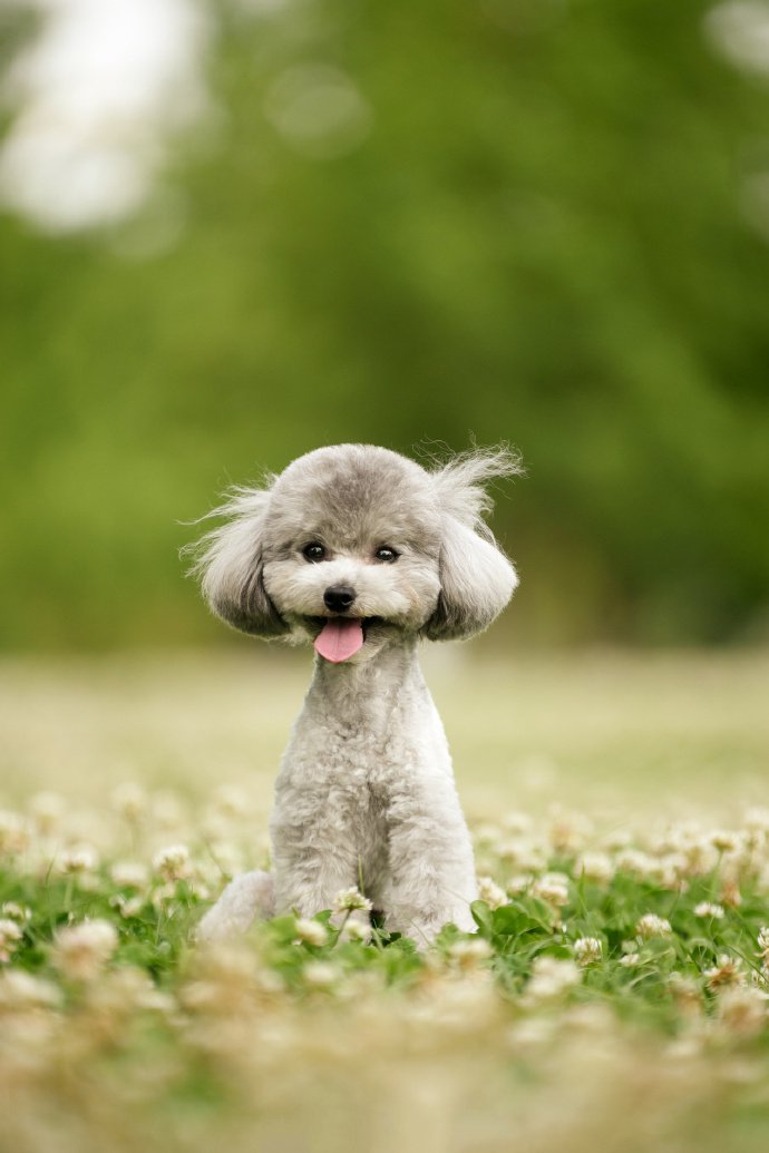 点击大图看下一张：一组超可爱的灰色小狗狗图片