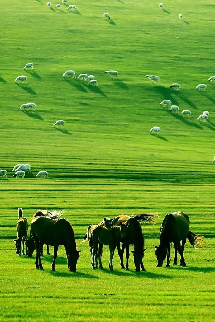 点击大图看下一张：内蒙古草原的美四季都有，唯有夏天被注入灵魂