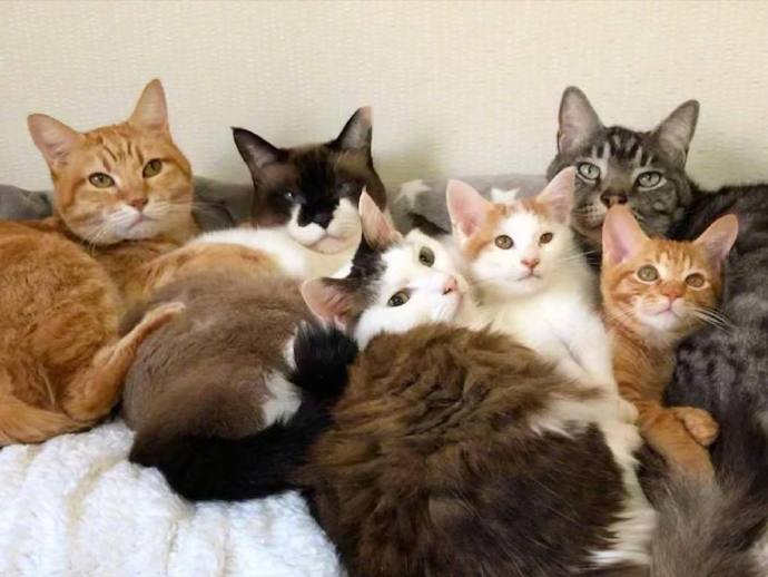 点击大图看下一张：可可爱爱的一排小猫咪