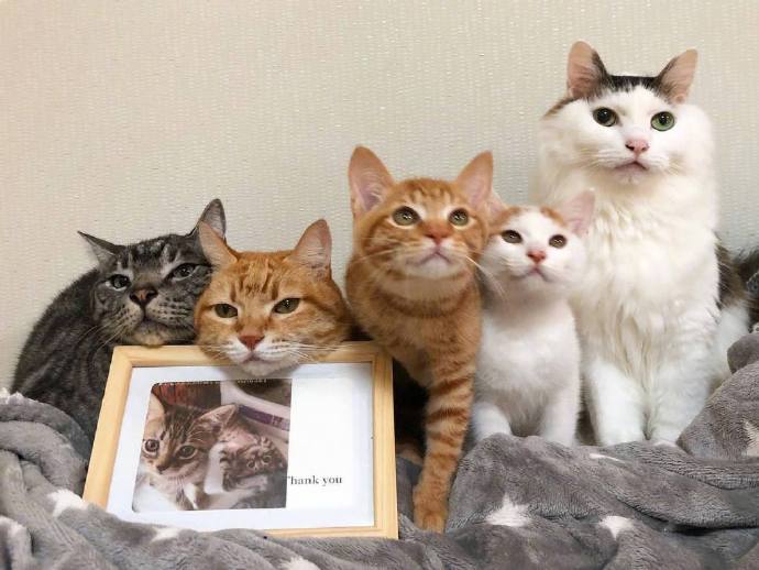 点击大图看下一张：可可爱爱的一排小猫咪
