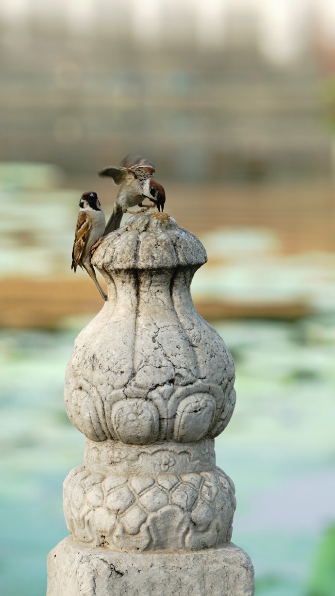 点击大图看下一张：一组可爱的荷塘小麻雀
