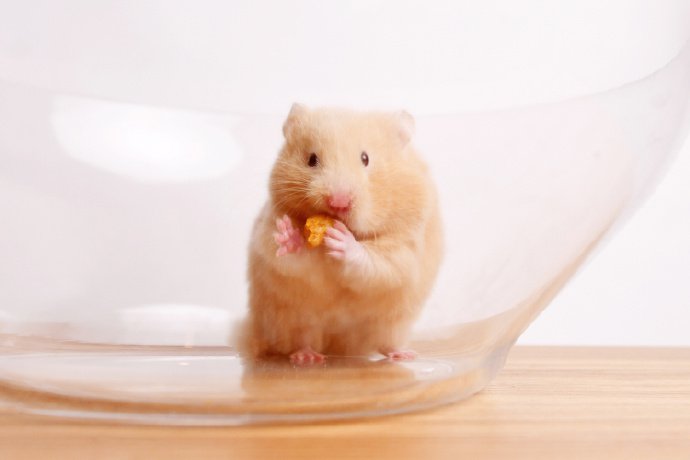 点击大图看下一张：一组在器皿里超可爱的仓鼠