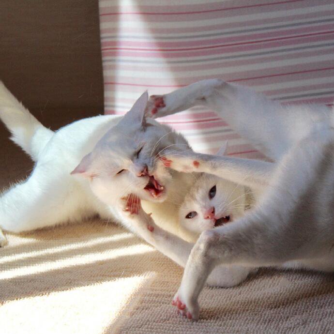 点击大图看下一张：一组凶狠的白猫打架图片
