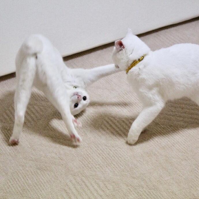点击大图看下一张：一组凶狠的白猫打架图片