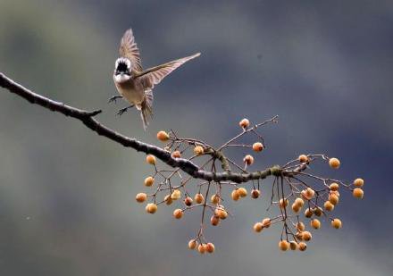 点击大图看下一张：小鸟飞落在林间枝头上采食野果