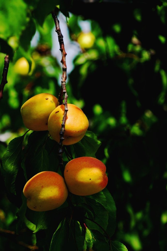 点击大图看下一张：一组成熟了的杏子图片欣赏