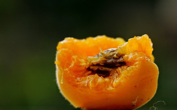 点击大图看下一张：一组成熟了的杏子图片欣赏