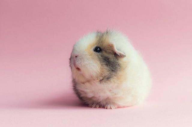 点击大图看下一张：一组可爱至极的小豚鼠图片