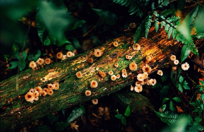 点击大图看下一张：一组树上长满了的小蘑菇图片