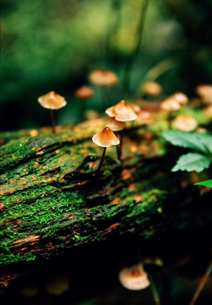 点击大图看下一张：一组树上长满了的小蘑菇图片