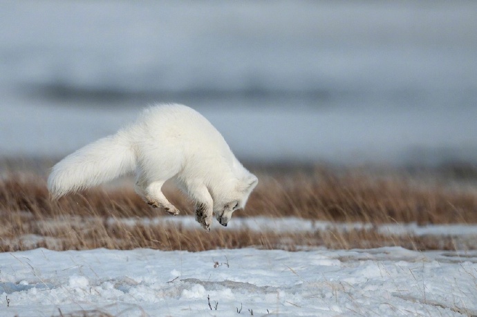 点击大图看下一张：俄罗斯摄影师拍摄的北极狐