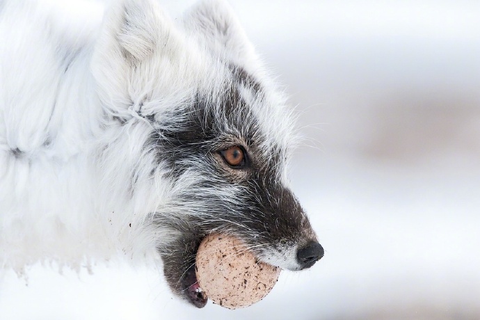 点击大图看下一张：俄罗斯摄影师拍摄的北极狐