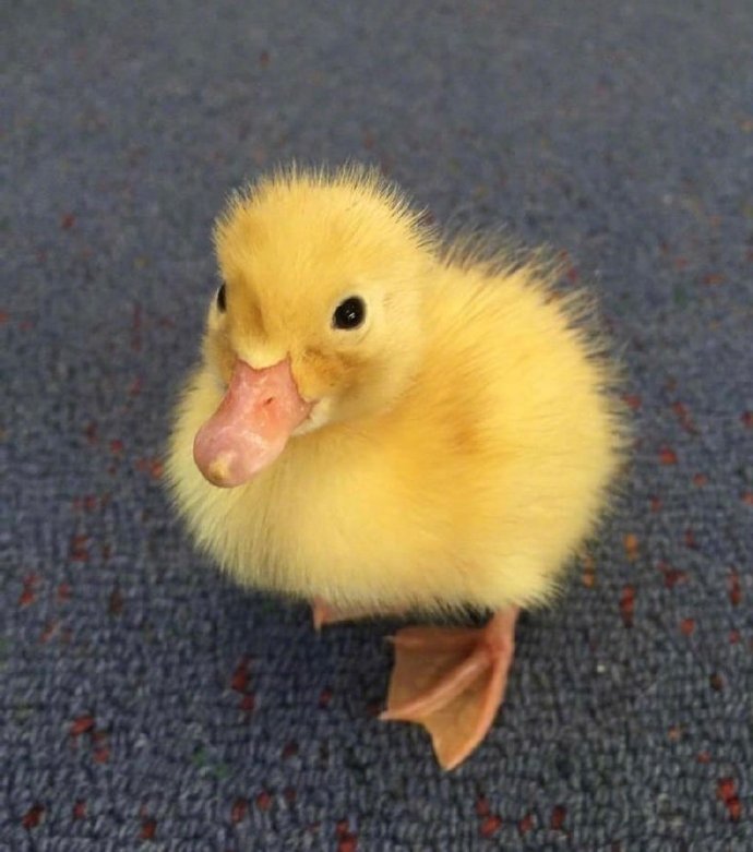 点击大图看下一张：一组超可爱的小黄鸭图片