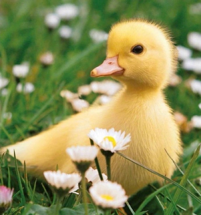 点击大图看下一张：一组超可爱的小黄鸭图片
