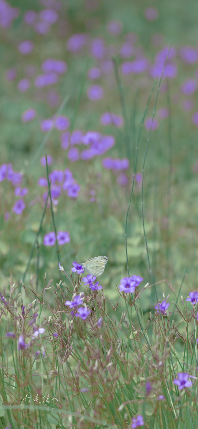 点击大图看下一张：一组紫色花丛中的白蝴蝶