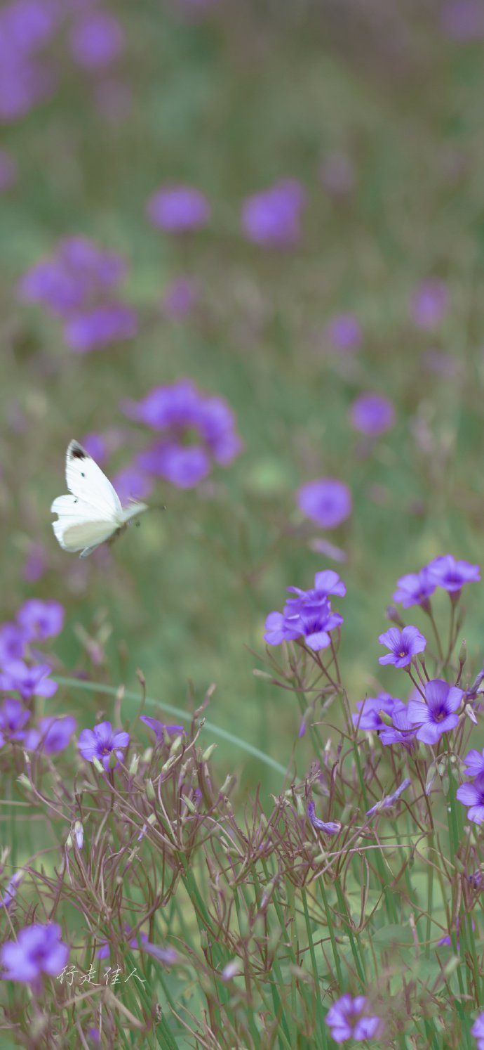 点击大图看下一张：一组紫色花丛中的白蝴蝶