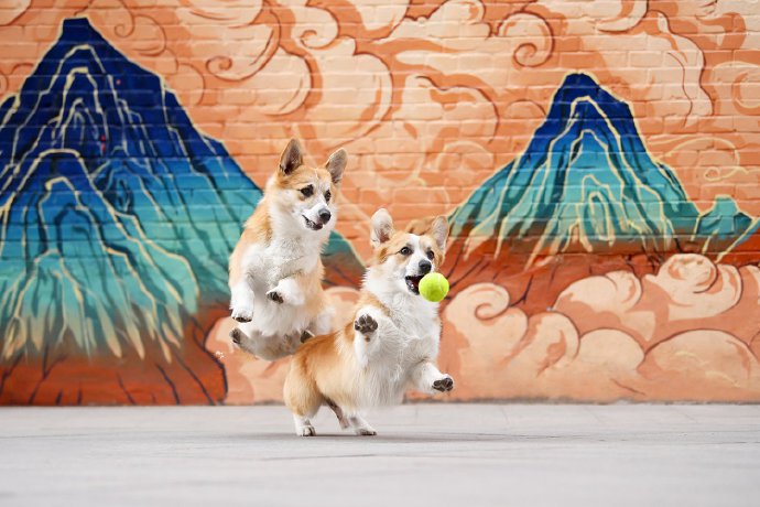点击大图看下一张：两只玩的开心的小狗狗