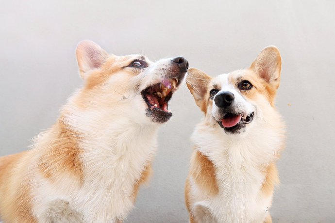 点击大图看下一张：两只玩的开心的小狗狗
