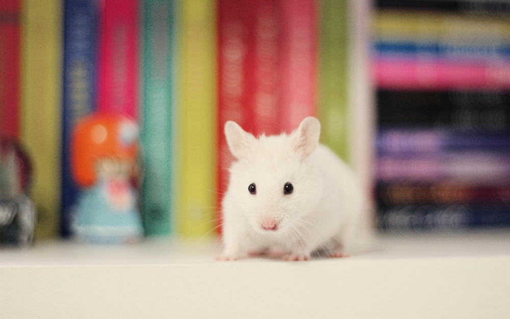 点击大图看下一张：可爱宠物小白鼠图片