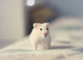 可爱宠物小白鼠图片