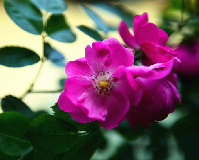 点击大图看下一张：一组十分艳丽的蔷薇花图片