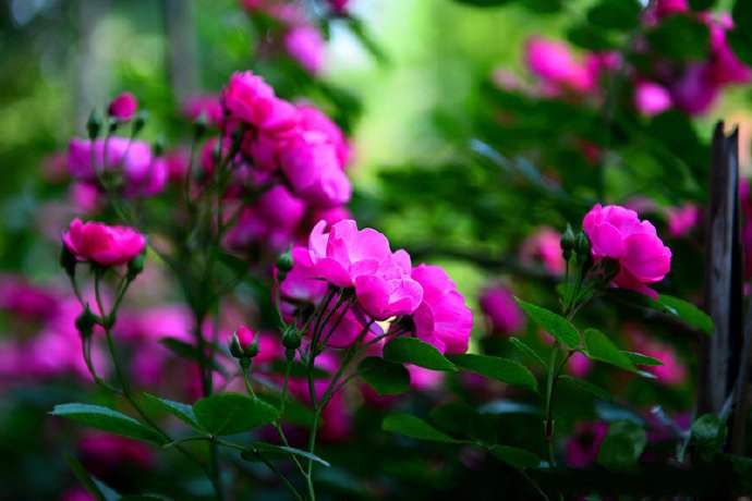 点击大图看下一张：一组十分艳丽的蔷薇花图片