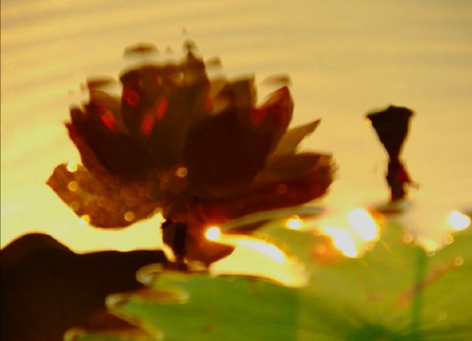 点击大图看下一张:万物生光辉的荷花图片