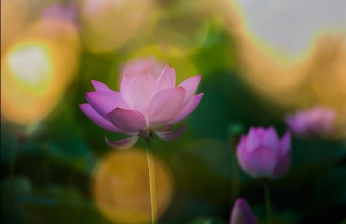 点击大图看下一张:万物生光辉的荷花图片