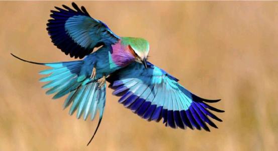 点击大图看下一张：飞翔的紫胸佛法僧