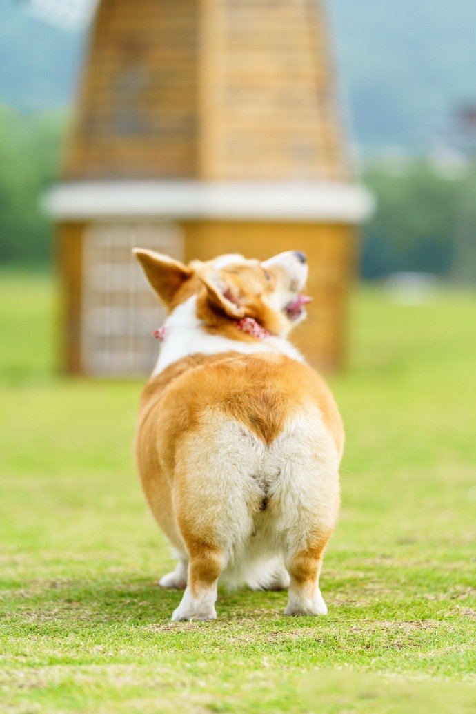 点击大图看下一张：一组超级乖的柯基狗狗图片