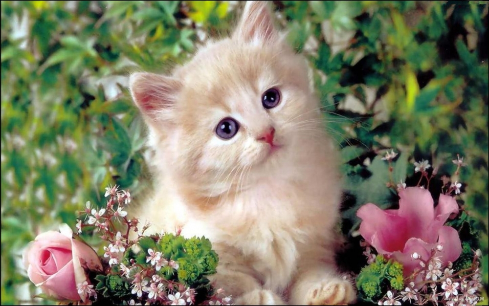 点击大图看下一张：卖萌可爱的猫咪写真图片