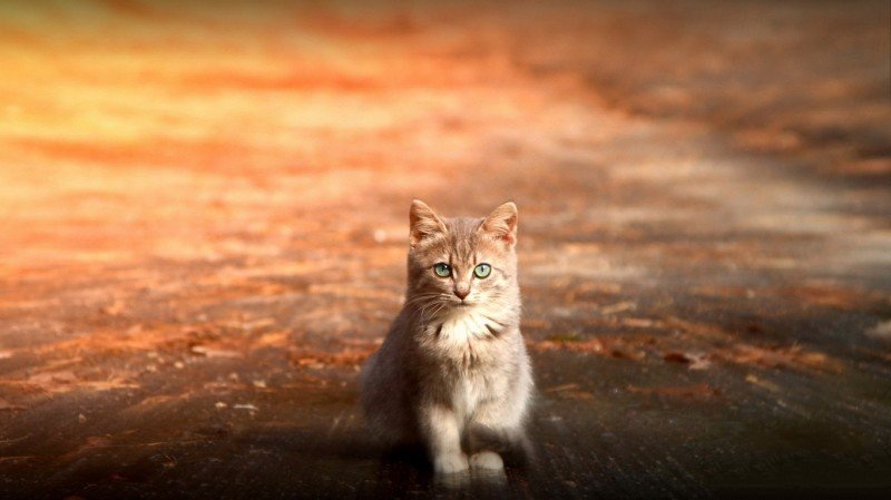 点击大图看下一张：卖萌可爱的猫咪写真图片