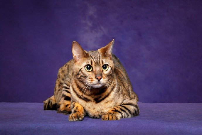 点击大图看下一张：一组帅气的豹猫图片