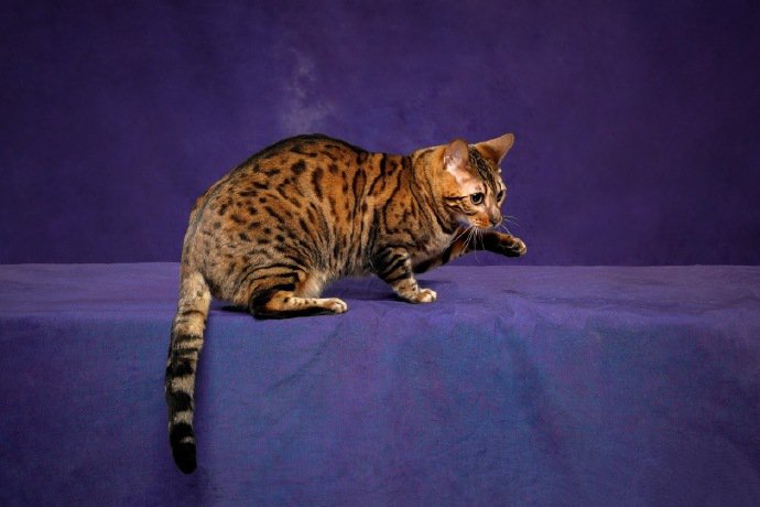 点击大图看下一张：一组帅气的豹猫图片