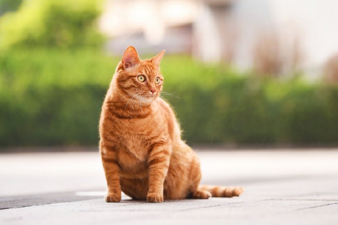 点击大图看下一张：一组威武霸气的橘猫图片