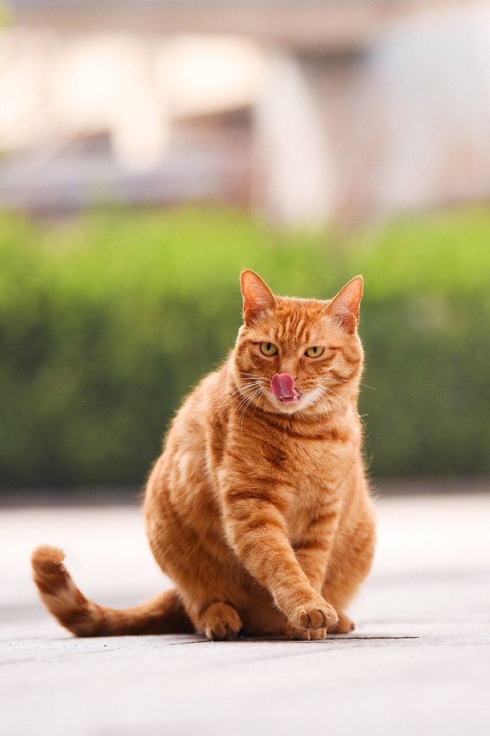 点击大图看下一张：一组威武霸气的橘猫图片