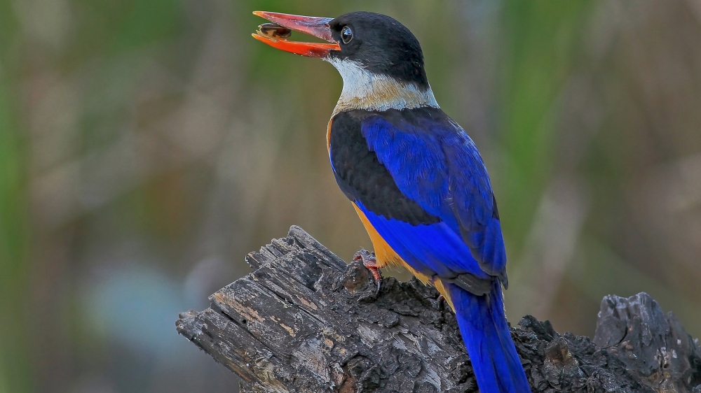点击大图看下一张：漂亮的蓝翡翠鸟图片