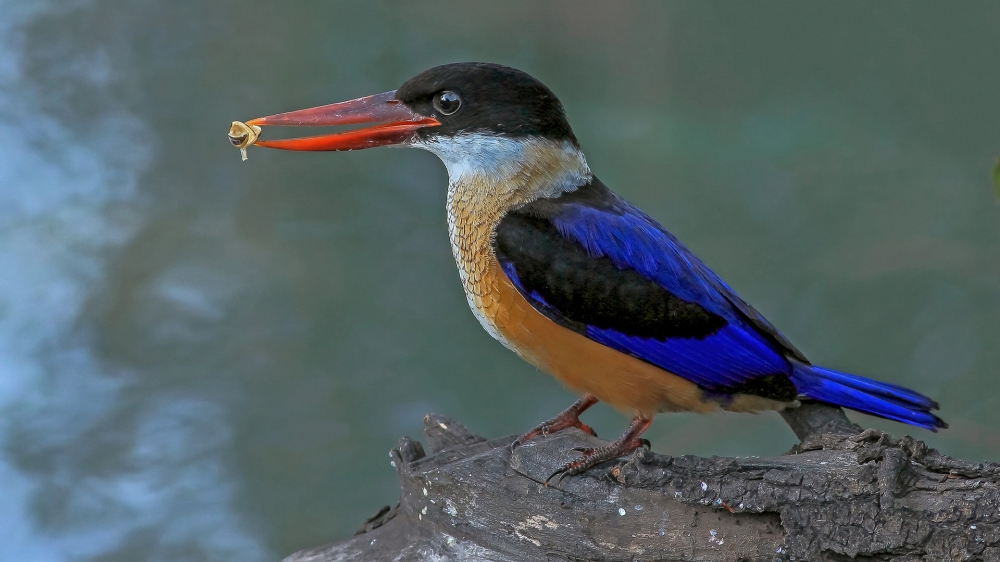 点击大图看下一张：漂亮的蓝翡翠鸟图片