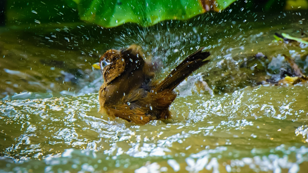 点击大图看下一张：一组画眉鸟洗澡图片