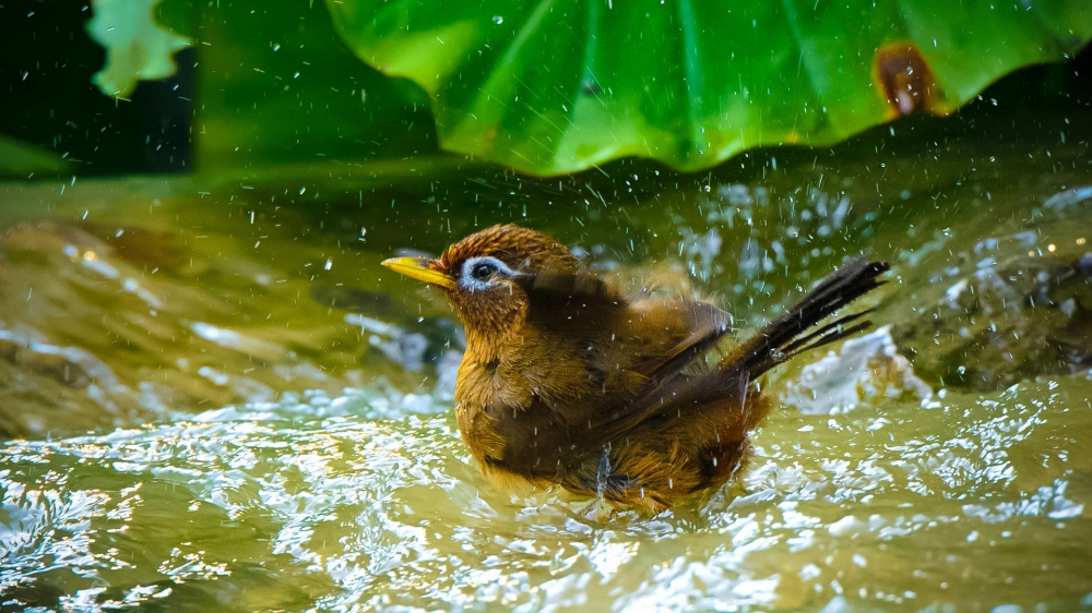 点击大图看下一张：一组画眉鸟洗澡图片