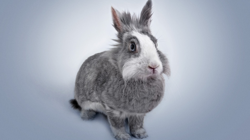 点击大图看下一张：软萌可爱的小兔子图片桌面壁纸